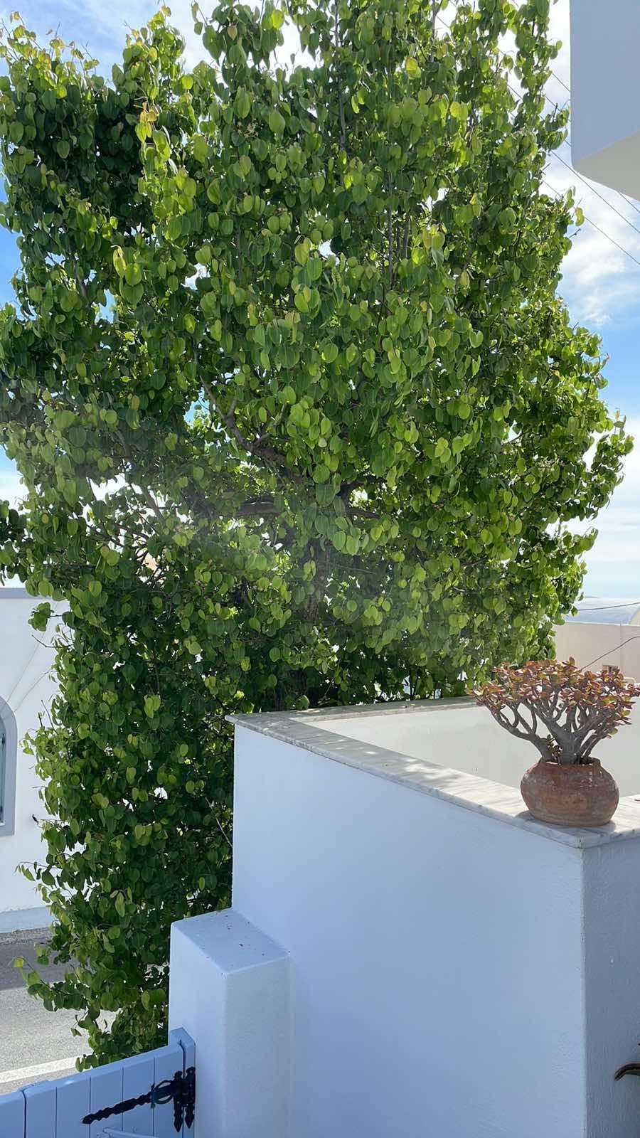 סנטוריני Elkaza Villas מראה חיצוני תמונה
